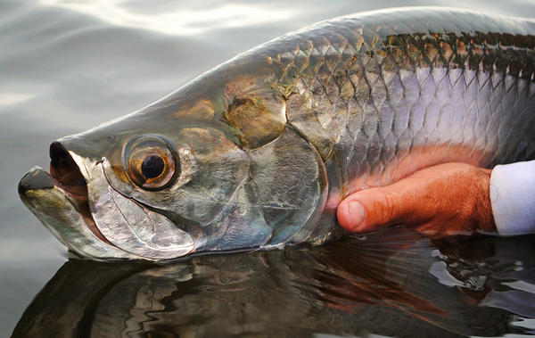 Poon by Wildfly Photography