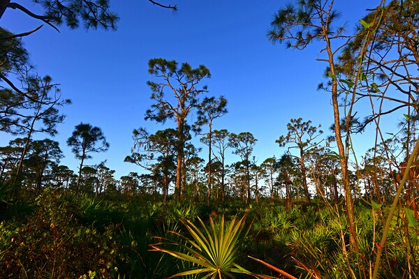Pines1 by Wildfly Photography