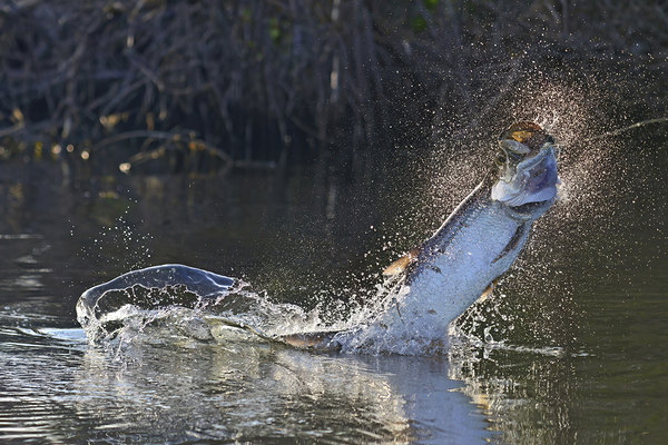 Epic Tarpon by Wildfly Photography