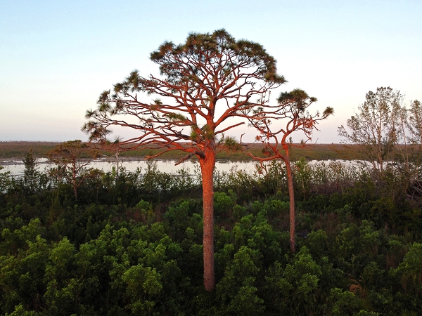 Slash Pine by Wildfly Photography