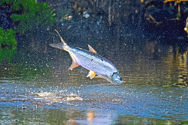 Flying Tarpon by Wildfly Photography