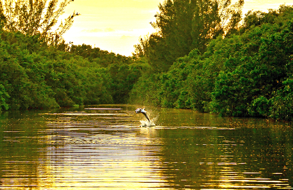 Creek Tarpon by Wildfly Photography