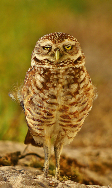 Burrowing Owl by Wildfly Photography