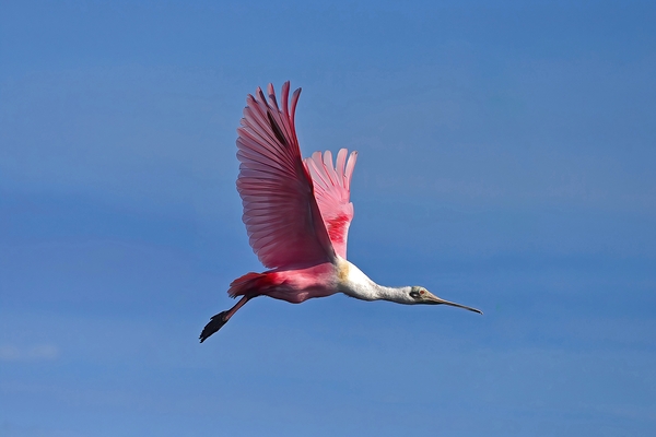 Rosate by Wildfly Photography