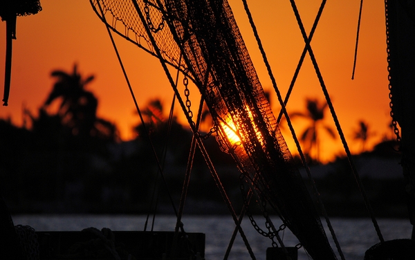 Shrimp Net by Wildfly Photography