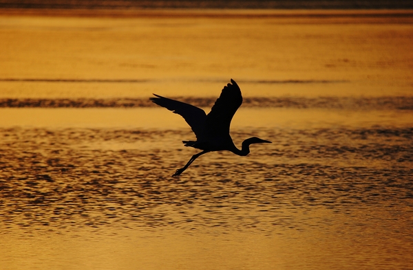 Silhouette by Wildfly Photography