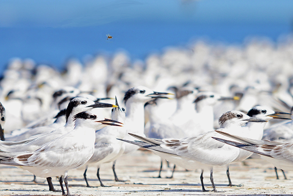 Cabots Terns Print