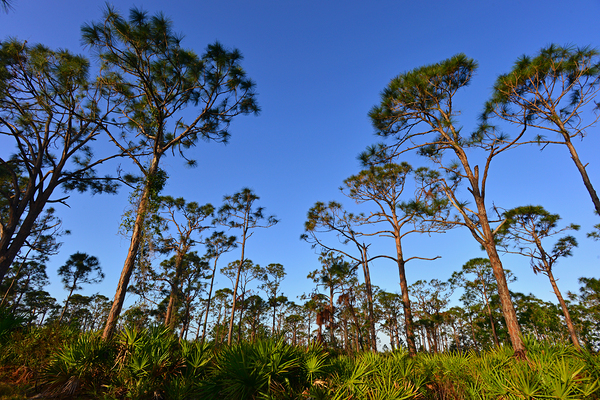 Pines2 by Wildfly Photography