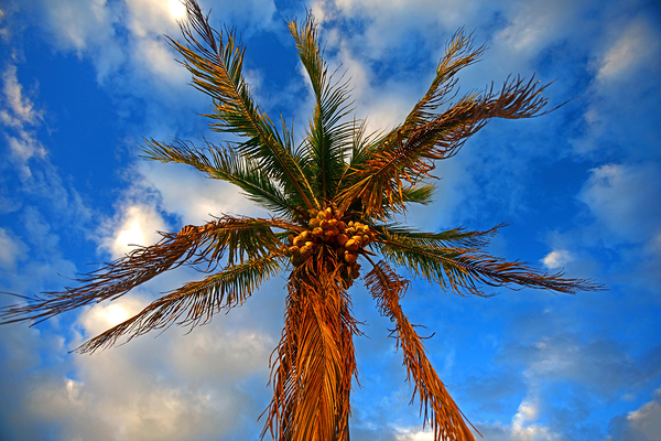 Coconut Palm by Wildfly Photography