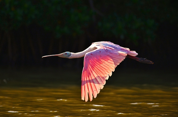 Rosate Spoonbill by Wildfly Photography