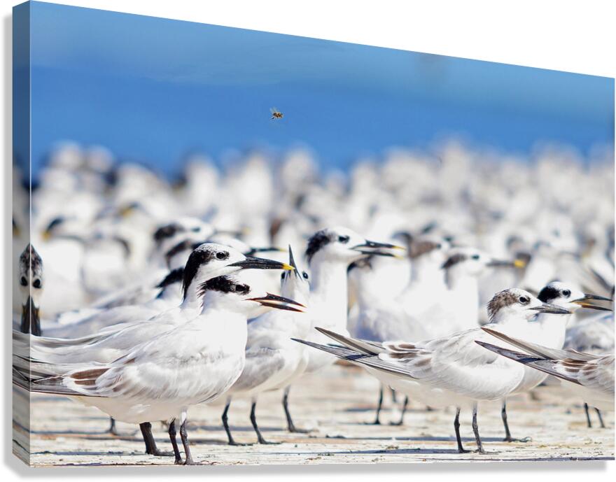 Cabots Terns Canvas Print