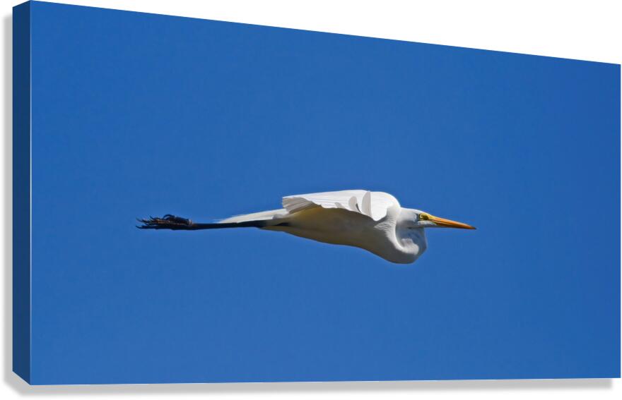 Egret Canvas Print