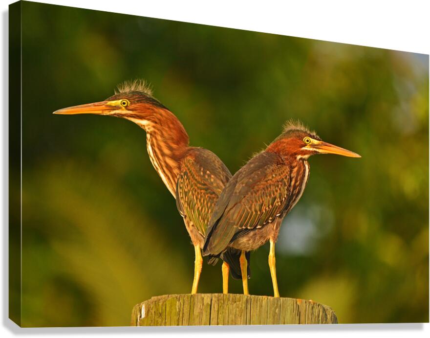Green Herons Canvas Print