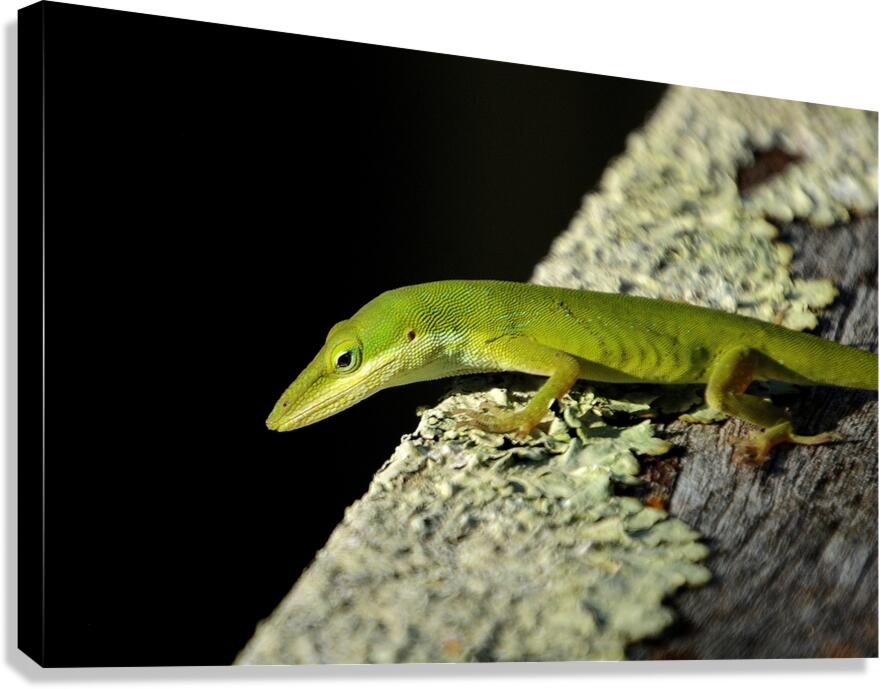 Green Anole Canvas Print