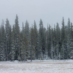 Early snow 