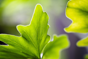 LEAF MACRO