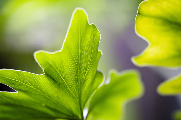 LEAF MACRO Print