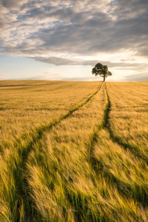 Lonely Tree in Corn Field