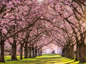 Cherry Blossom in a Park