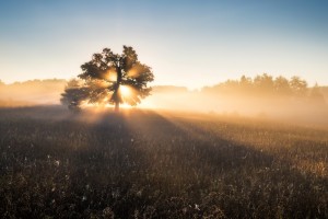 Tree in Beautiful Morning Light