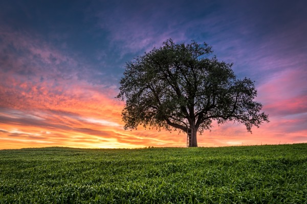 Lonely Tree at Sunset Print