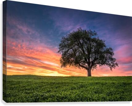 Lonely Tree at Sunset Canvas Print