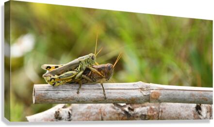 Grasshoppers I  Canvas Print