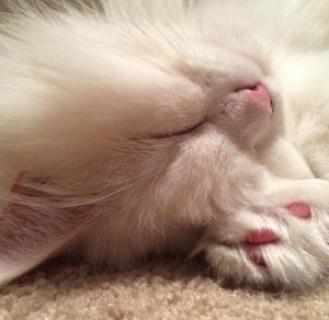 Sleeping Beauty by Jennifer Pearse
