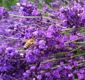 Flight of the Bumblebee by Jennifer Pearse