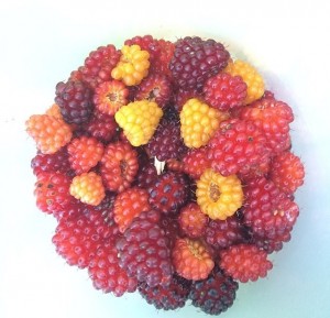 Wild Berries by Jennifer Pearse