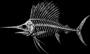 Sailfish Skeleton Distressed Marine Biology