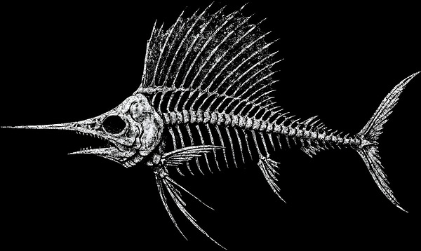 Sailfish Skeleton Distressed Marine Biology by MetalByte