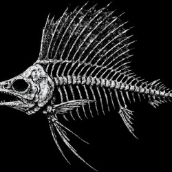 Sailfish Skeleton Distressed Marine Biology