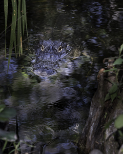 20220216  DSC9762 Edit 20x16 large 8bit