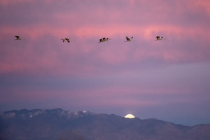 DSC 2671 edit cropped noise reduced healed 16x24.