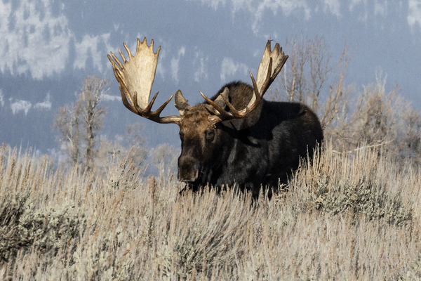 DSC 1165 20x30 Print