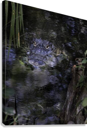 20220216  DSC9762 Edit 20x16 large 8bit Canvas Print