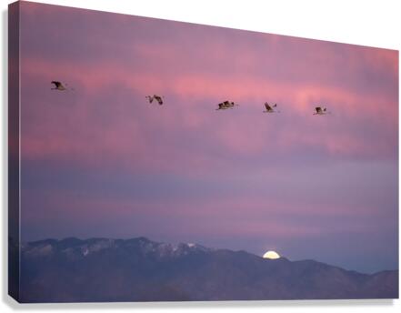 DSC 2671 edit cropped noise reduced healed 16x24. Canvas Print