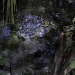 20220216  DSC9762 Edit 20x16 large 8bit