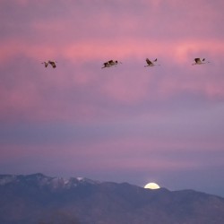 DSC 2671 edit cropped noise reduced healed 16x24.