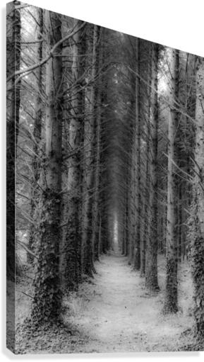 foret Canvas Print