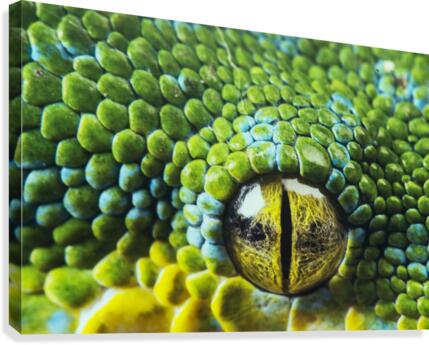 Snake Canvas Print