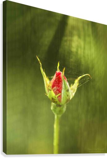 Rose Canvas Print