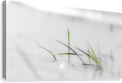 u commencement Canvas Print