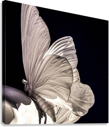 butterfly Canvas Print