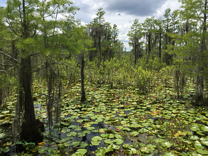 Swamp