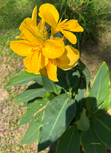 Lilies