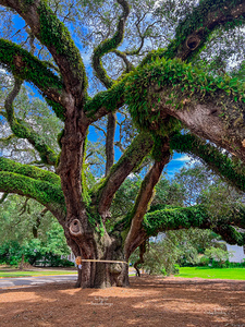 The Big Oak
