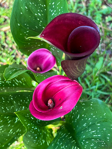 Calla Lilies