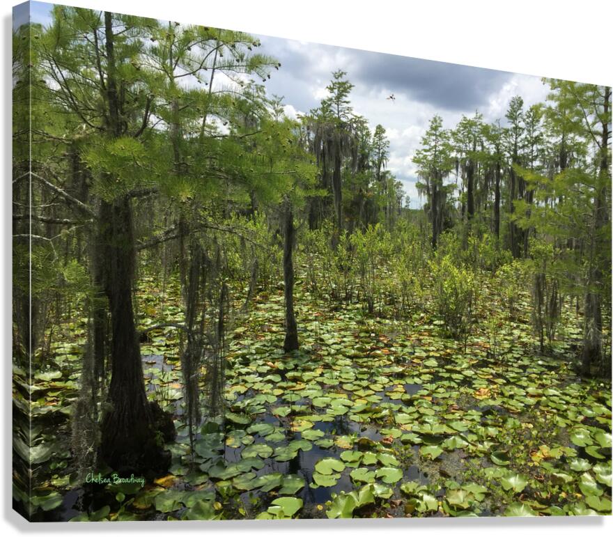 Swamp Canvas Print